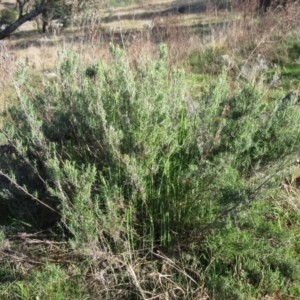 Chrysocephalum semipapposum at Molonglo Valley, ACT - 6 Sep 2022