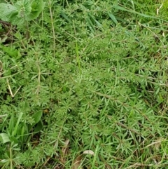 Galium aparine (Goosegrass, Cleavers) at Hackett, ACT - 8 Sep 2022 by HappyWanderer