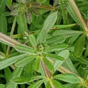 Galium aparine at Hackett, ACT - 8 Sep 2022