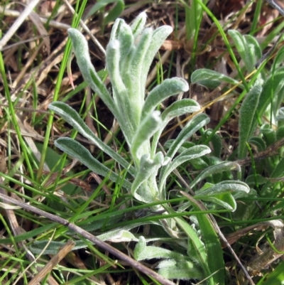 Vittadinia gracilis (New Holland Daisy) at Molonglo Valley, ACT - 5 Sep 2022 by sangio7
