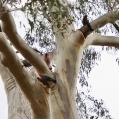 Callocephalon fimbriatum (Gang-gang Cockatoo) at Larbert, NSW - 8 Sep 2022 by LisaH