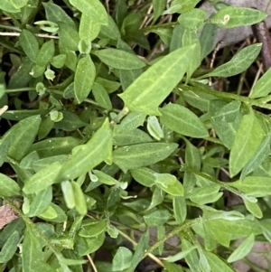 Einadia nutans at Jerrabomberra, NSW - 8 Sep 2022