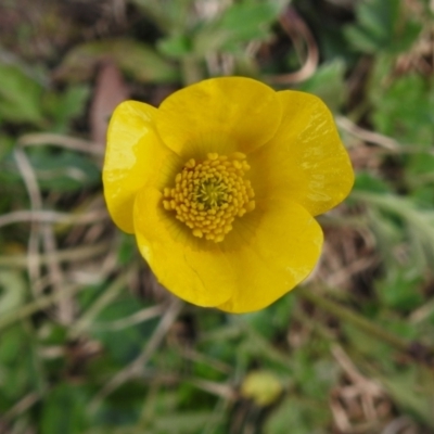 Ranunculus lappaceus (Australian Buttercup) at Coree, ACT - 7 Sep 2022 by JohnBundock