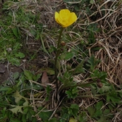 Ranunculus lappaceus at Coree, ACT - 7 Sep 2022 12:19 PM