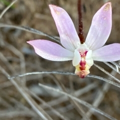 Caladenia fuscata (Dusky Fingers) at Fentons Creek, VIC - 7 Sep 2022 by KL