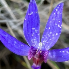 Cyanicula caerulea (Blue Fingers, Blue Fairies) at Fentons Creek, VIC - 7 Sep 2022 by KL