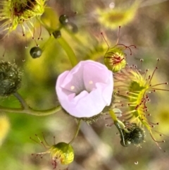 Drosera sp. (A Sundew) at Fentons Creek, VIC - 6 Sep 2022 by KL