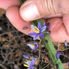 Dianella caerulea (Common Flax Lily) at Sherwood, NSW - 30 Aug 2022 by Topknot