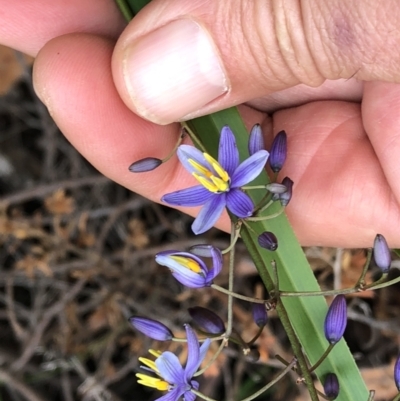 Dianella caerulea (Common Flax Lily) at Sherwood, NSW - 30 Aug 2022 by Topknot