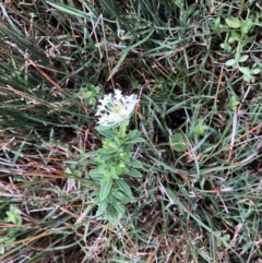 Pimelea linifolia subsp. linifolia (Queen of the Bush, Slender Rice-flower) at Emerald Beach, NSW - 4 Sep 2022 by Topknot