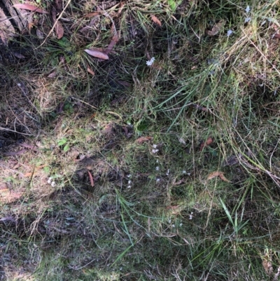 Wurmbea dioica subsp. dioica (Early Nancy) at Barcoongere, NSW - 4 Sep 2022 by Topknot