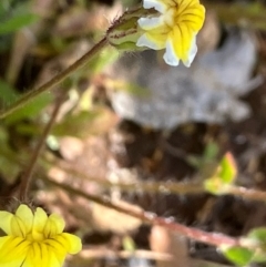 Goodenia pusilliflora (Small-flower Goodenia) at Fentons Creek, VIC - 7 Sep 2022 by KL