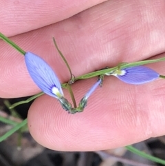 Pigea monopetala (Slender Violet) at Upper Corindi, NSW - 30 Aug 2022 by Topknot