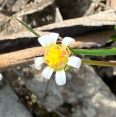 Brachyscome lineariloba (Hard-head Daisy) at Fentons Creek, VIC - 7 Sep 2022 by KL