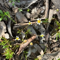 Brachyscome lineariloba at suppressed - 7 Sep 2022 04:29 PM