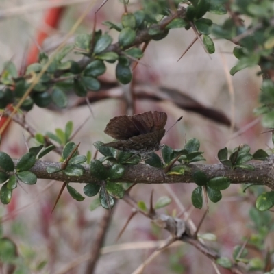 Paralucia spinifera (Bathurst or Purple Copper Butterfly) at Rendezvous Creek, ACT - 7 Sep 2022 by RAllen