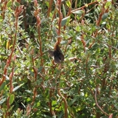 Paralucia spinifera (Bathurst or Purple Copper Butterfly) at Rendezvous Creek, ACT - 7 Sep 2022 by RAllen