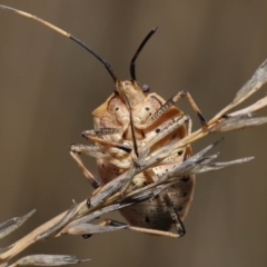 Poecilometis strigatus (Gum Tree Shield Bug) at Acton, ACT - 19 Aug 2022 by TimL