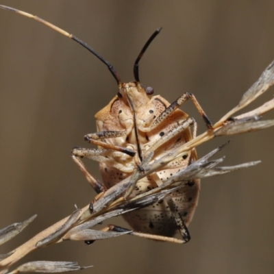 Poecilometis strigatus (Gum Tree Shield Bug) at Acton, ACT - 19 Aug 2022 by TimL