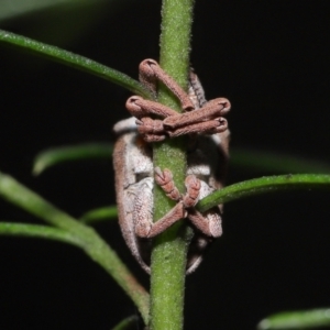 Gonipterus suturalis at Acton, ACT - 19 Aug 2022