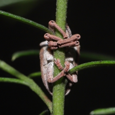 Gonipterus suturalis (Eucalypt weevil) at ANBG - 19 Aug 2022 by TimL