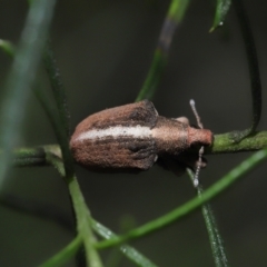 Gonipterus suturalis at Acton, ACT - 19 Aug 2022