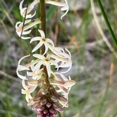 Stackhousia monogyna (Creamy Candles) at Fentons Creek, VIC - 6 Sep 2022 by KL