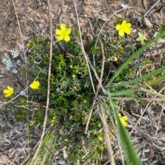 Hibbertia exutiacies at suppressed - 6 Sep 2022 08:39 AM