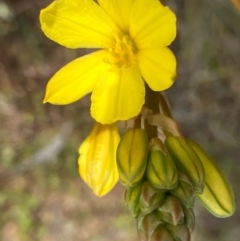 Bulbine bulbosa (Golden Lily) at Fentons Creek, VIC - 5 Sep 2022 by KL