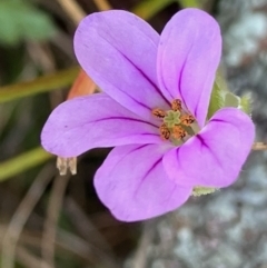 Erodium (genus) (A Storksbill) at Fentons Creek, VIC - 6 Sep 2022 by KL