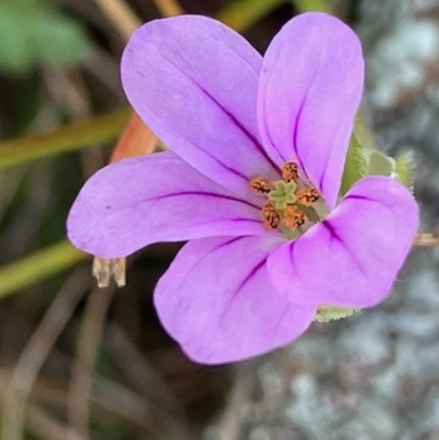 Erodium (genus) (A Storksbill) at Fentons Creek, VIC - 6 Sep 2022 by KL