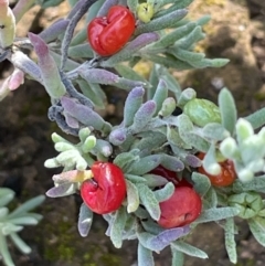 Enchylaena tomentosa (Ruby Saltbush) at Balranald, NSW - 29 Aug 2022 by JaneR