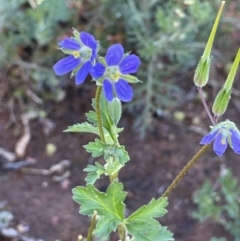 Erodium crinitum (Native Crowfoot) at Balranald, NSW - 29 Aug 2022 by JaneR