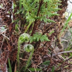 Cheilanthes austrotenuifolia (Rock Fern) at Molonglo Valley, ACT - 5 Sep 2022 by sangio7