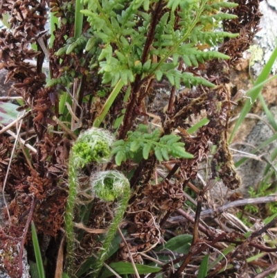 Cheilanthes austrotenuifolia (Rock Fern) at Molonglo Valley, ACT - 6 Sep 2022 by sangio7