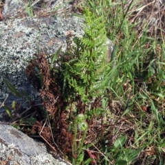 Cheilanthes austrotenuifolia at Molonglo Valley, ACT - 6 Sep 2022 09:22 AM