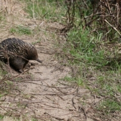 Tachyglossus aculeatus (Short-beaked Echidna) at Bullen Range - 4 Sep 2022 by PeterR