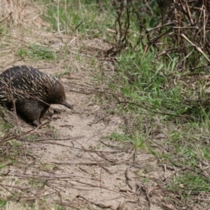 Tachyglossus aculeatus at Paddys River, ACT - 4 Sep 2022 10:30 AM