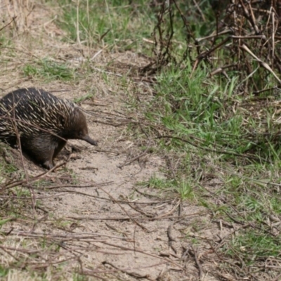 Tachyglossus aculeatus (Short-beaked Echidna) at Paddys River, ACT - 4 Sep 2022 by PeterR