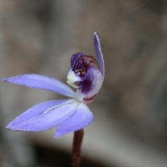 Cyanicula caerulea (Blue Fingers, Blue Fairies) at Stromlo, ACT - 4 Sep 2022 by PeterR