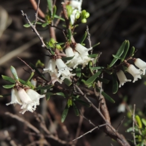 Cryptandra amara at Crace, ACT - 27 Aug 2022 03:57 PM