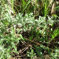 Vittadinia gracilis (New Holland Daisy) at Molonglo Valley, ACT - 6 Sep 2022 by sangio7