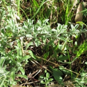 Vittadinia gracilis at Molonglo Valley, ACT - 6 Sep 2022