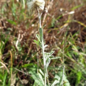 Vittadinia gracilis at Molonglo Valley, ACT - 6 Sep 2022