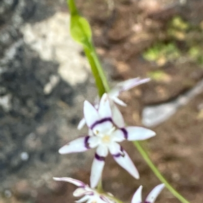 Wurmbea dioica subsp. dioica (Early Nancy) at Fentons Creek, VIC - 7 Sep 2022 by KL