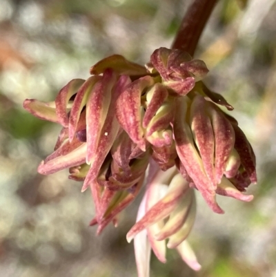 Burchardia umbellata (Milkmaids) at Fentons Creek, VIC - 7 Sep 2022 by KL