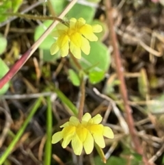 Goodenia pusilliflora (Small-flower Goodenia) at Fentons Creek, VIC - 6 Sep 2022 by KL