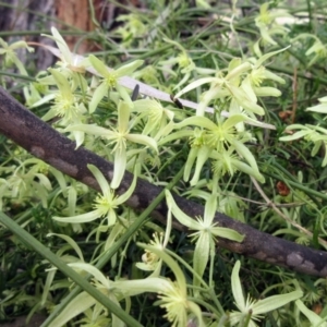 Clematis leptophylla at Weetangera, ACT - 6 Sep 2022