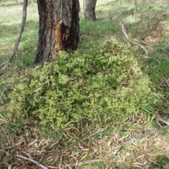 Clematis leptophylla at Weetangera, ACT - 6 Sep 2022