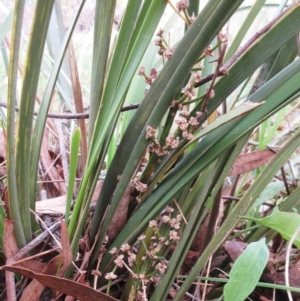 Lomandra multiflora at Weetangera, ACT - 6 Sep 2022 11:20 AM